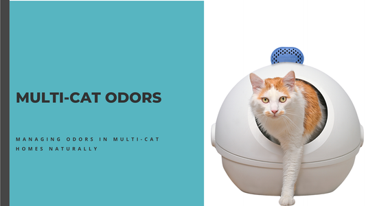 Multi-Cat Home Odor: How to Keep It Fresh Naturally